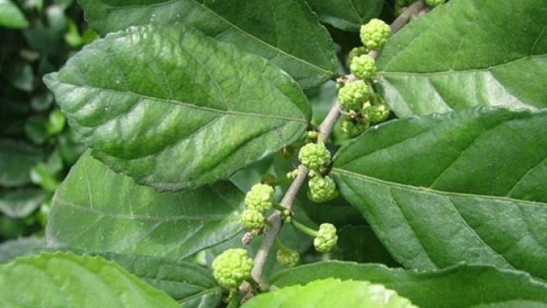 Cây Duối rừng. Streblus indica - Cây Thuốc Nam Quanh Ta